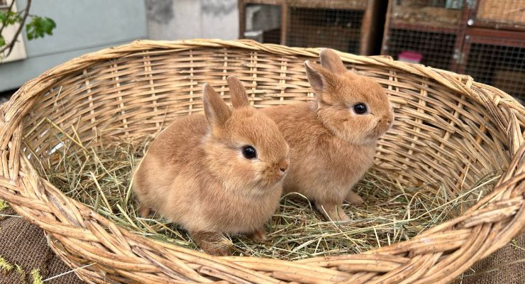 Samsun Büyümeyen Tavşan