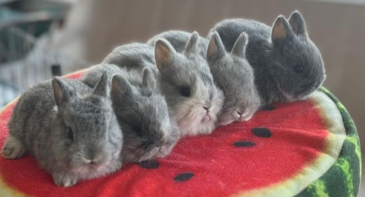 Samsun Evcil Tavşan