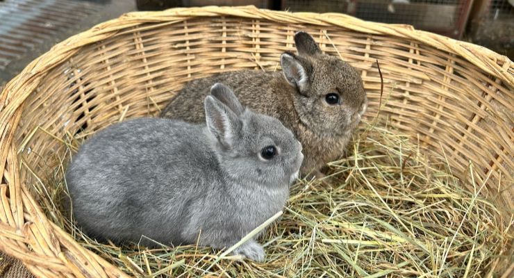 Samsun Yavru Tavşan