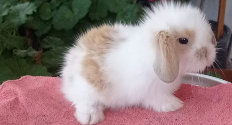 Samsun Hollanda Lop Tavşan